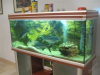 Лот: 764428. Фото: 3. продам больших акульих сомов. Растения и животные