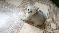 Лот: 7328911. Фото: 4. Британцы крупные мальчики. Красноярск