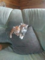 Лот: 14575416. Фото: 7. Отдам котят