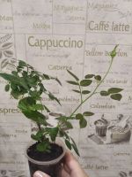 Лот: 17848630. Фото: 2. Роза Карусель. Комнатные растения и уход