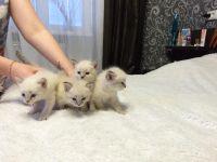 Лот: 5478349. Фото: 6. невские маскарадные котятки