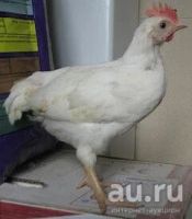 Лот: 9692486. Фото: 2. Цыплята кур несушек Декалб (яичной... Животные и уход