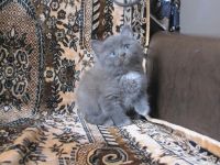 Лот: 5853371. Фото: 3. Котёнок 1. Растения и животные