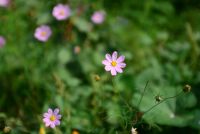 Лот: 4643983. Фото: 6. Nikon 35-70mm 2.8D