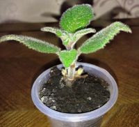 Лот: 7273026. Фото: 3. Эписция Lilacina Viridis. Растения и животные