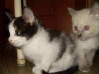 Лот: 4839810. Фото: 2. Отдам котят в хорошие руки!. Животные и уход