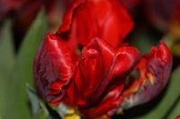 Лот: 3617091. Фото: 21. Тюльпаны к 8 МАРТА! Крупный и...