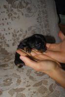 Лот: 6099322. Фото: 5. Щенята той-терьера "крошечки"