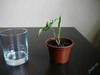 Лот: 1884575. Фото: 3. Сингониум Imperial White. Растения и животные