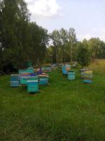 Лот: 8791158. Фото: 2. Алтайский мед. Продукты