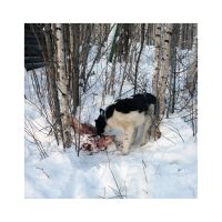 Лот: 5419233. Фото: 4. Щенок Восточно-Сибирской лайки... Красноярск