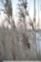 Лот: 8941825. Фото: 5. Объектив SIGMA ZOOM 28-105mm D...