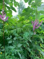 Лот: 25576735. Фото: 2. Астильба сиреневая. Семена, рассада, садовые растения