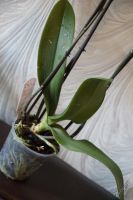Лот: 5628394. Фото: 3. Орхидея Phalaenopsis белая в крап... Растения и животные