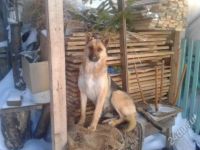 Лот: 2768243. Фото: 3. Помесь Овчарки ;). Растения и животные