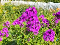 Лот: 25297044. Фото: 12. 2-комн. дача , СО Дружба СО Дружба...