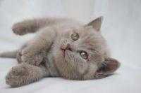 Лот: 7927172. Фото: 3. Шотландский малыш. Растения и животные