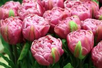 Лот: 15585070. Фото: 6. Тюльпаны Пиони-бордо / из Голландии...