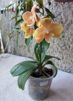 Лот: 25082813. Фото: 2. Орхидея фаленопсис азиатка от... Комнатные растения и уход