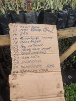 Лот: 22170468. Фото: 4. Саженцы роз. Красноярск