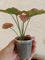 Лот: 25404695. Фото: 3. Сингониум сортовой, кустовой. Растения и животные