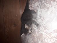 Лот: 12133665. Фото: 2. Подарю котёнка мальчик. Животные и уход