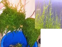 Лот: 10893811. Фото: 3. Набор неприхотливых быстрорастущих... Растения и животные
