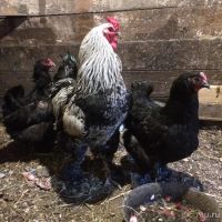 Лот: 9752350. Фото: 2. Курицы породы Кохинхин 5шт. Животные и уход