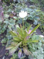 Лот: 11571681. Фото: 2. Хризантема многолетняя махровая. Семена, рассада, садовые растения