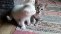 Лот: 11817206. Фото: 5. Котик сибирский сфинкс 3 месяца