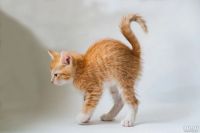 Лот: 12743918. Фото: 2. Котята. Животные и уход