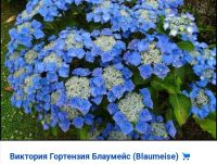 Лот: 16080355. Фото: 2. Гортензия крупнолистная. Семена, рассада, садовые растения