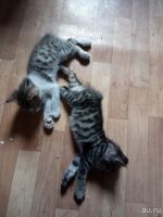 Лот: 13747244. Фото: 2. Котята Курильский бобтейл мальчик. Животные и уход
