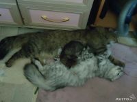 Лот: 4217536. Фото: 3. шикарные шотландские котята. Растения и животные