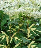 Лот: 16004352. Фото: 2. Лабазник Variegata. Семена, рассада, садовые растения