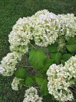 Лот: 13546782. Фото: 4. Гортензия метельчатая. Красноярск