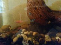 Лот: 6594991. Фото: 2. Аквариум. Аквариумистика