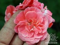 Лот: 19504681. Фото: 2. Пеларгония сортовая Pelargongaragets... Комнатные растения и уход