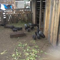 Лот: 7991296. Фото: 2. Молодая свиноматка вьетнамск. Животные и уход