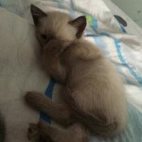 Лот: 3622537. Фото: 2. Сиамские котята. Животные и уход