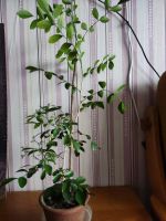 Лот: 25805896. Фото: 2. Муррайя. Комнатные растения и уход