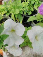 Лот: 13939586. Фото: 2. Рассада цветущей махровой, ампельной... Семена, рассада, садовые растения