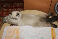 Лот: 3012035. Фото: 4. Персидский кот. Выставочный экзот... Красноярск