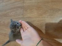 Лот: 14759617. Фото: 2. Отдам котят. Животные и уход