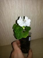 Лот: 9728451. Фото: 3. Пеларгония белая (герань). Растения и животные