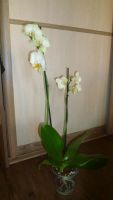 Лот: 3535386. Фото: 2. орхидей фаленопсис №32 (желтая... Комнатные растения и уход