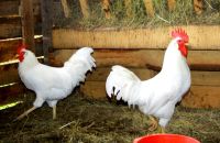 Лот: 4757255. Фото: 3. Цыплята породы Русской Белой курицы. Растения и животные