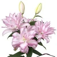 Лот: 15071779. Фото: 2. Лилии Розелли Аиша и Розелли Аннушка. Семена, рассада, садовые растения