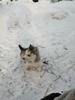 Лот: 15402371. Фото: 2. Щенок хаски. Животные и уход