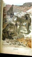 Лот: 18805274. Фото: 6. Брэм А.Э. Жизнь животных. 3 тома...